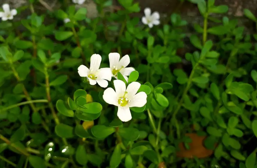 Health Benefits Of Brahmi