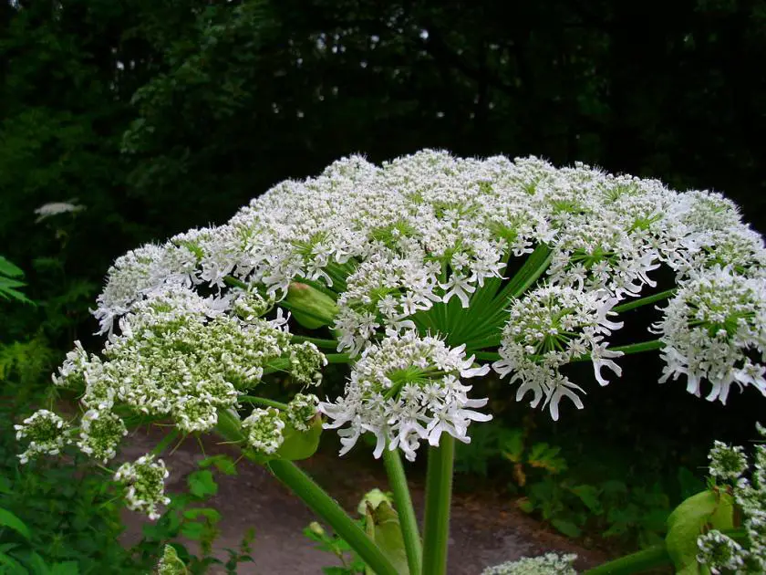 Giant Cow Parsley – Beautiful…