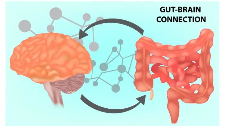 gut and brain connection