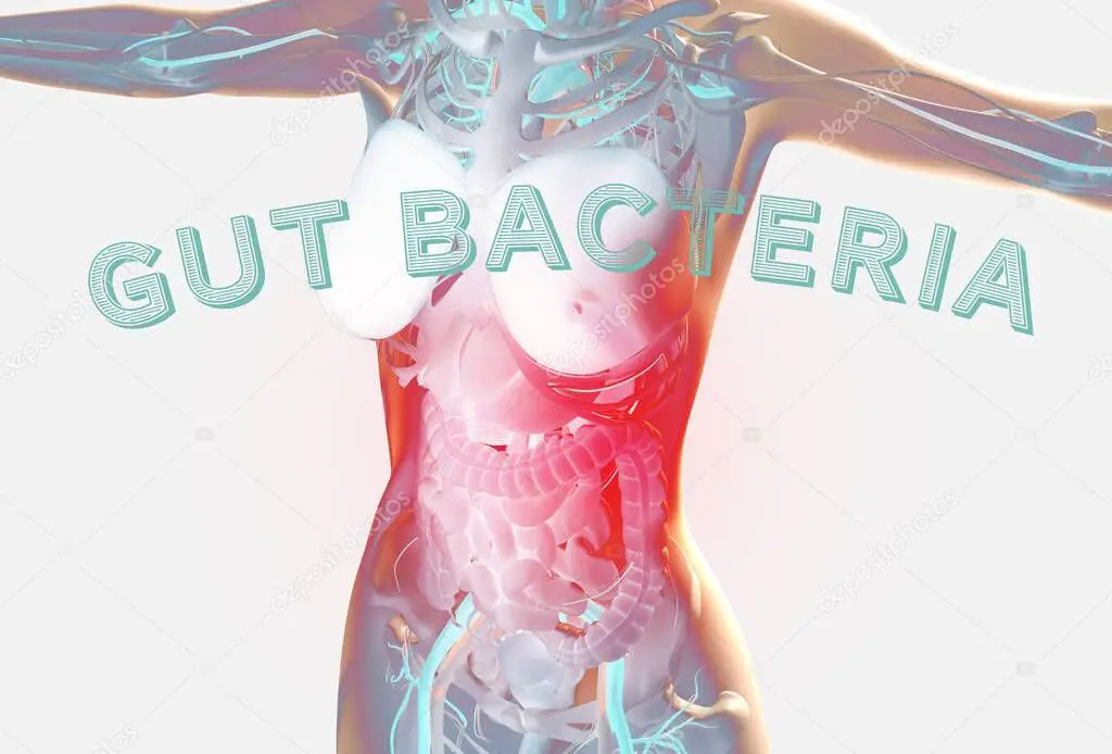 Female anatomy showing digestive system, gut bacteria and microbiome. 3D illustration