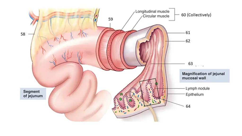 mucus lining of stomach