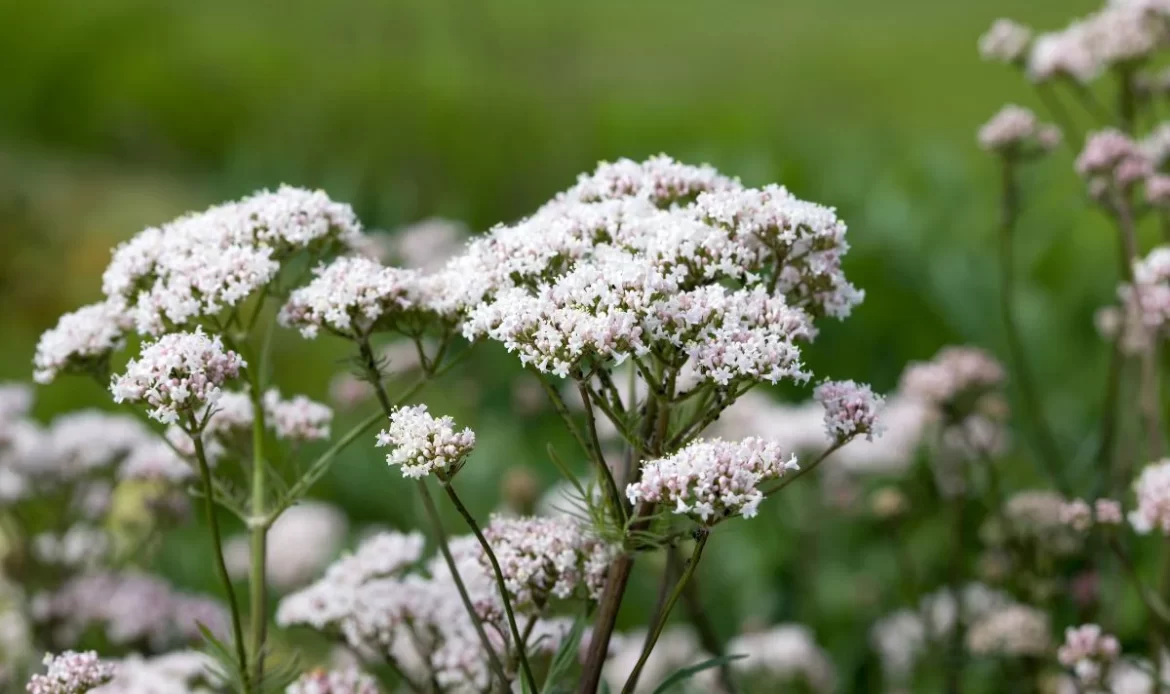 valerian root