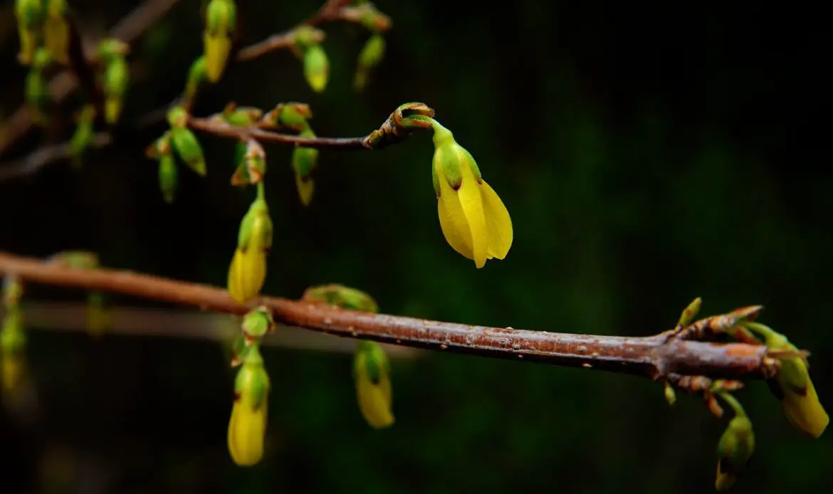 berberine alice, nature, bud