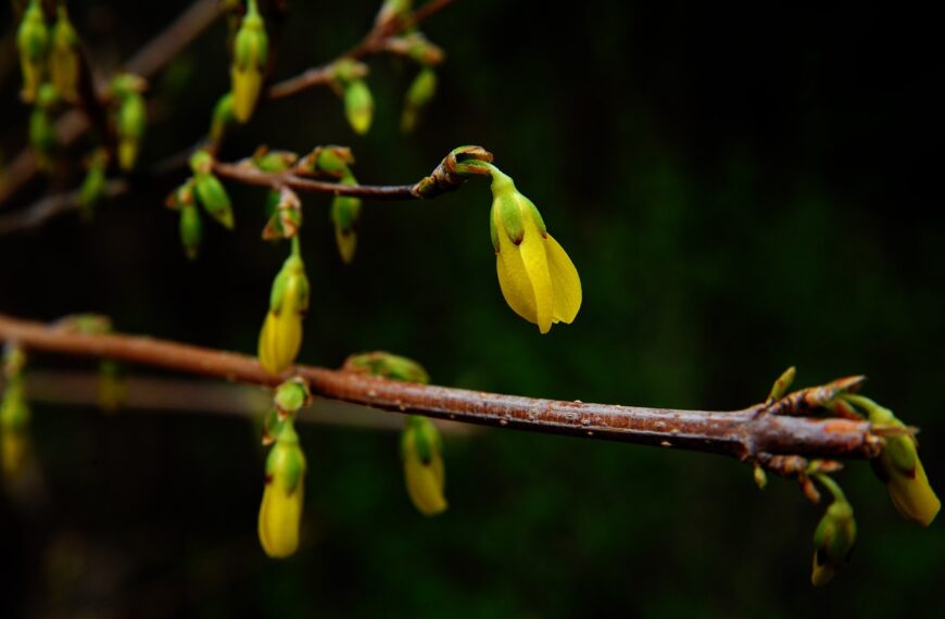 berberine alice, nature, bud