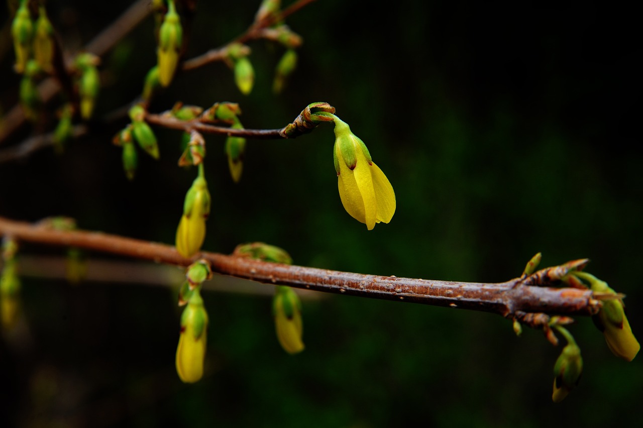 berberine alice, nature, bud